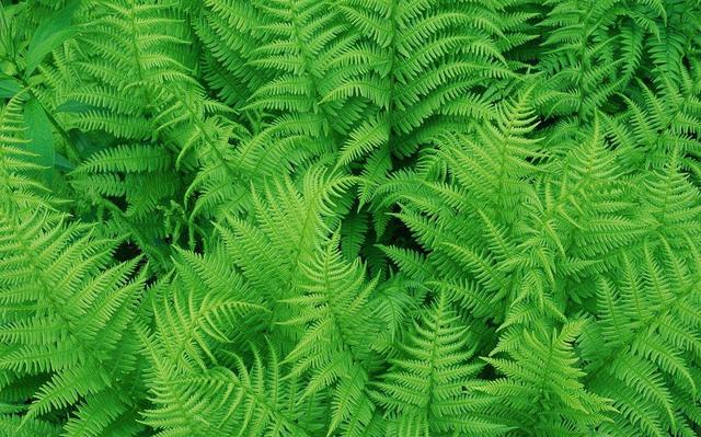 薅是什么意思(网络用语薅羊毛什么意思)