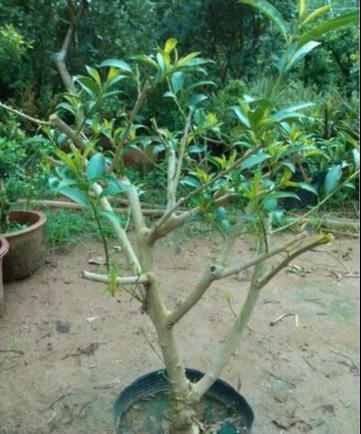 夜来香的养殖方法和注意事项 这样养才会开！