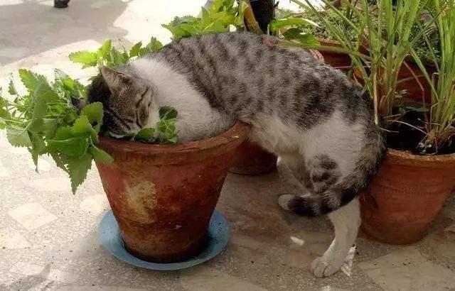 猫薄荷是什么东西？为什么猫咪闻了会撒娇打滚？