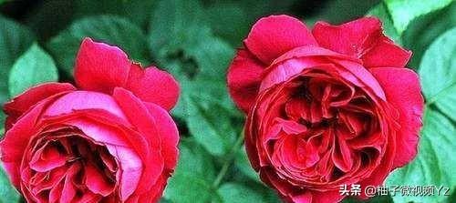 大智若愚是什么意思？大智若愚的女人很可怕！