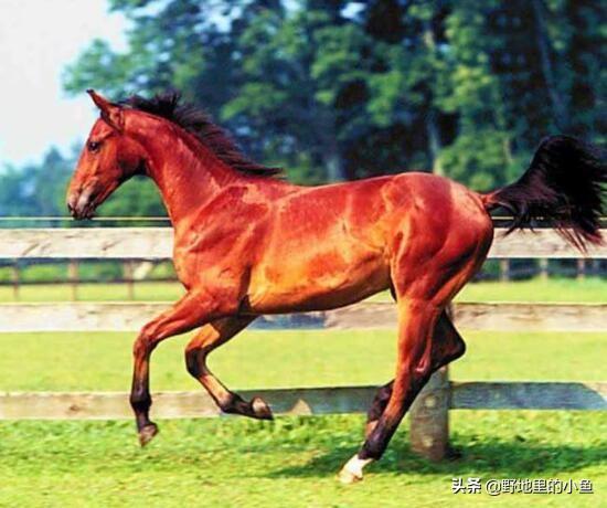 汗血宝马多少钱一匹（一匹成年汗血宝马价格是多少）