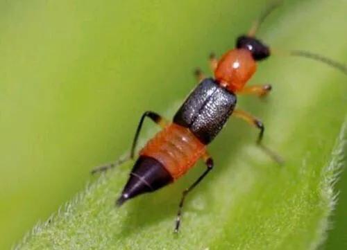 隐翅虫咬人后图片（毒隐翅虫咬到初期图片）