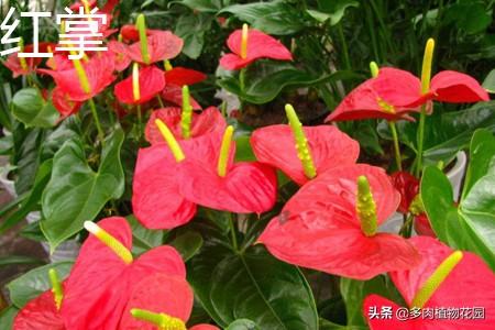 火鹤花怎么养（家庭养殖注意事项）