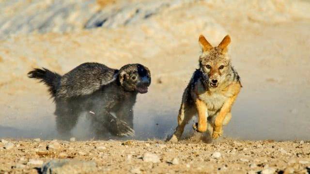 平头哥蜜獾经典语录（平头哥蜜獾为什么啥都不怕）