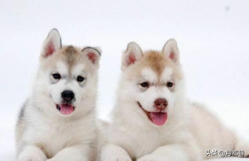 纯种哈士奇多少钱一只（哈士奇幼崽300一只）