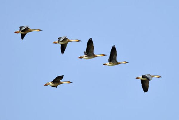 惆怅此情难寄(上一句鸿雁在云鱼在水典故)