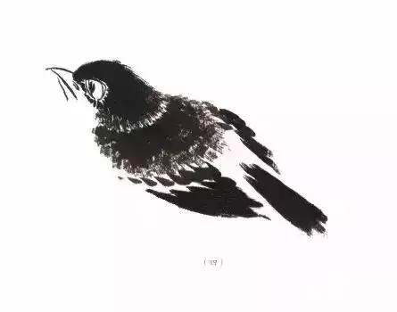 分步骤详解，写意翎毛基本画法，从结构到姿态，跟着学有大收获