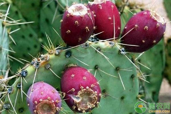 悠悠果的功效与作用（悠悠果怎么吃哪部分）