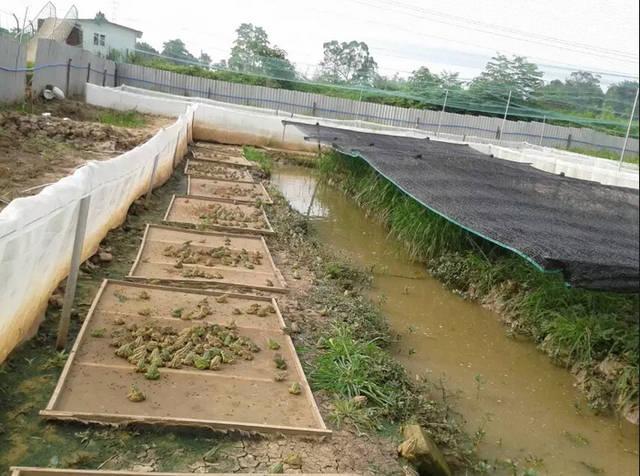 华西雨蛙饲养图片