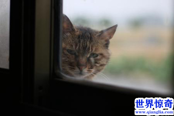 中华田园猫多少钱一只（中华田园猫价格列表）