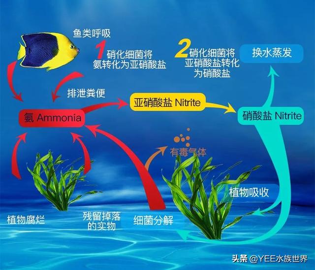 硝化细菌怎么用，直接放水里吗？