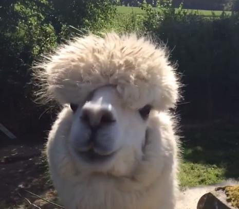 羊驼为什么叫***（羊驼为什么吐口水）