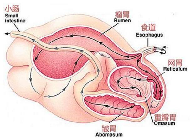 毛肚是什么动物身上的？毛肚和百叶的区别图片