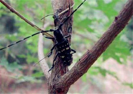 天牛有毒吗（家里来天牛预示着什么）