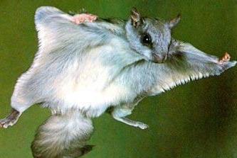 陕西天坑群发现飞鼠，一跳可飞百米远，原来它就是传说中的寒号鸟