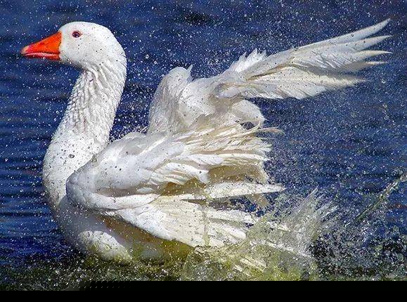 moncler是什么牌子(moncler是什么档次)