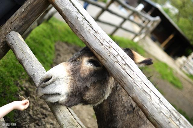 肉驴养殖利润有多大?养殖肉驴挣钱吗