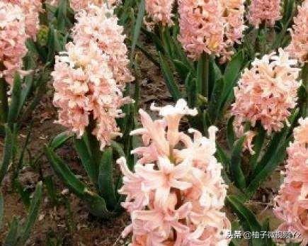 大智若愚是什么意思？大智若愚的女人很可怕！