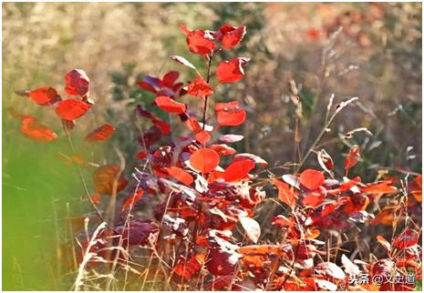 元曲曲状元是谁 曲状元的元代散曲家