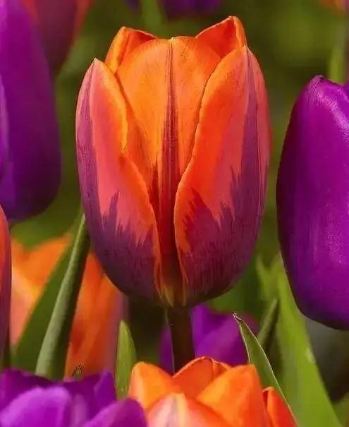 名贵花草排名(名贵花卉图片名称大全)