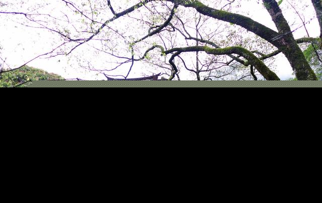 七步诗曹植赏析（七步诗完整版注释拼音）