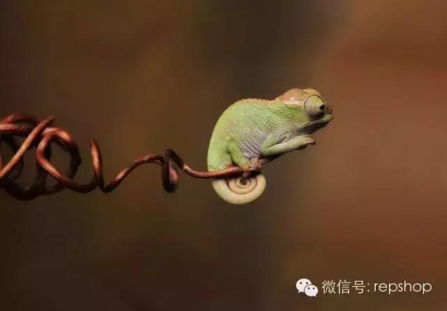 020变色龙多少钱一只？国王变色龙价格表！