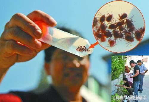 蜱虫是什么，被蜱虫咬伤为什么会丧命？不知道这两点，夏天很危险
