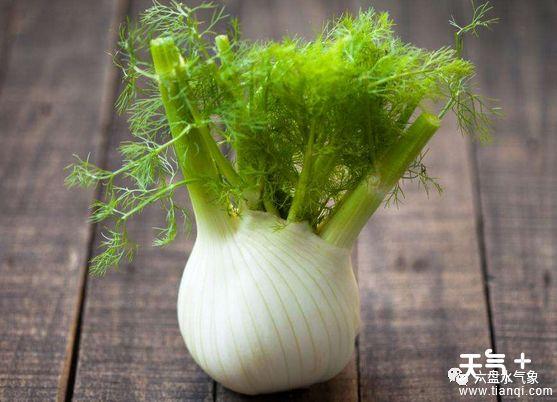 茴香的功效与作用及禁忌 哪些人不适合吃茴香菜