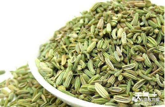 茴香苗的功效与作用 哪些人不适合吃茴香菜 
