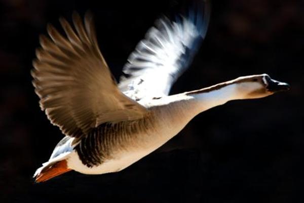 惆怅此情难寄(上一句鸿雁在云鱼在水典故)