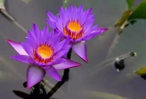 名贵花草排名(名贵花卉图片名称大全)