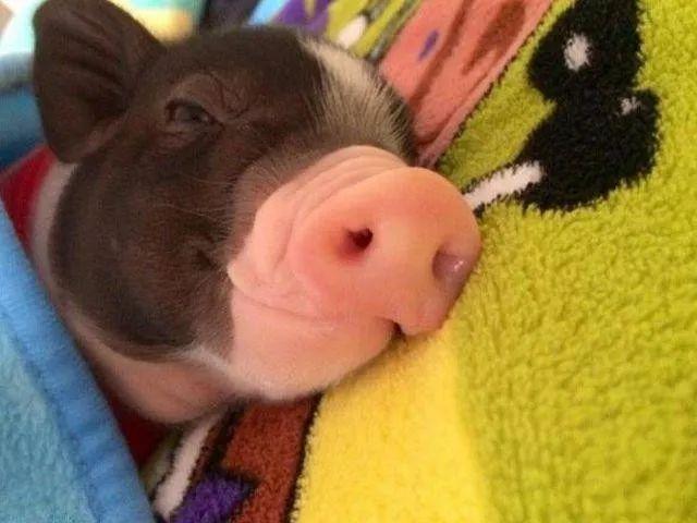 小香猪多少钱一只（小香猪真的长不大吗）