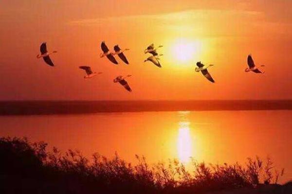 惆怅此情难寄(上一句鸿雁在云鱼在水典故)