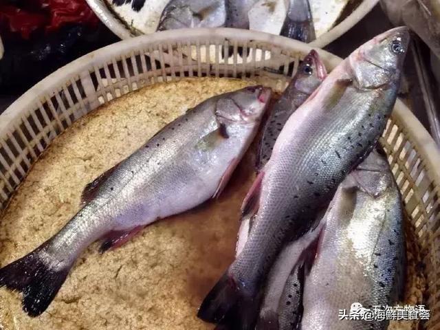 世界上10大名贵海鱼 第9种曾为四大海产之首