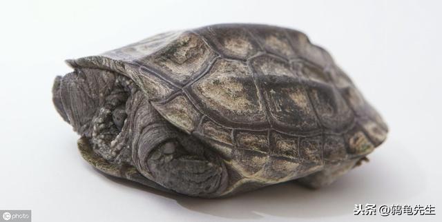 草龟怎么养更有灵性（草龟干养还是水养好）