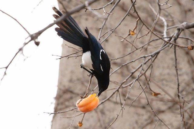 喜鹊吃什么食物（喜鹊吃生大米吗）