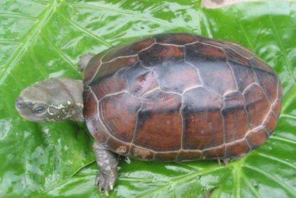 草龟吃什么食物(草龟干养还是水养好)