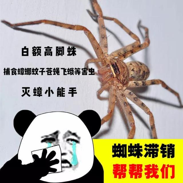 蟑螂药哪种最好用(家里放十大蟑螂药品牌)