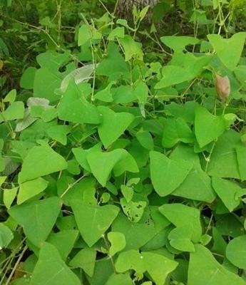 蛇倒退是什么药?蛇倒退的功效和作用