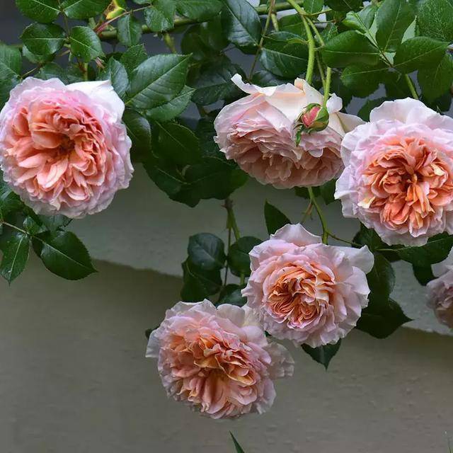 如何制作干花不变色(自制干花最快的方法)