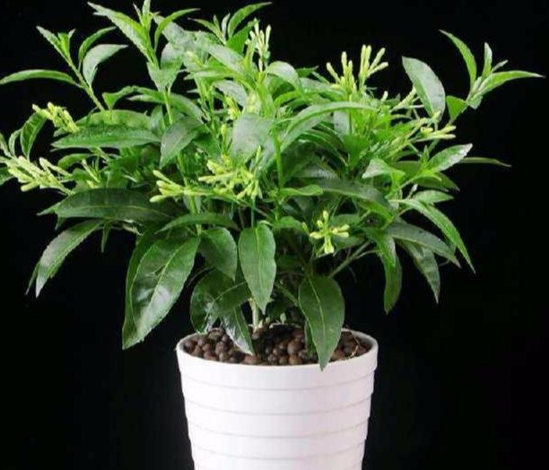 夜来香的养殖方法和注意事项 这样养才会开！