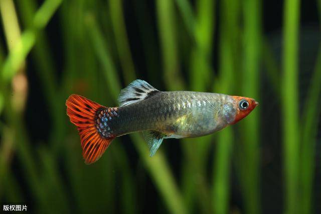 孔雀鱼多久喂一次(怎么判断孔雀鱼生完了)