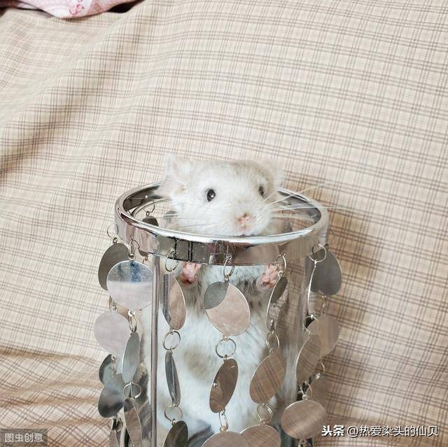 千万别养龙猫（人对龙猫过敏有什么症状）