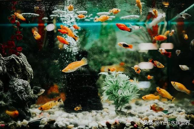 硝化细菌怎么用，直接放水里吗？