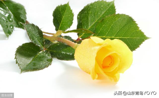 蓝玫瑰花语是什么(送蓝玫瑰代表这个寓意)