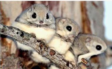 陕西天坑群发现飞鼠，一跳可飞百米远，原来它就是传说中的寒号鸟