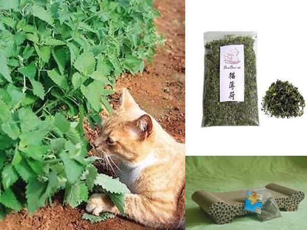 猫薄荷是什么东西？为什么猫咪闻了会撒娇打滚？