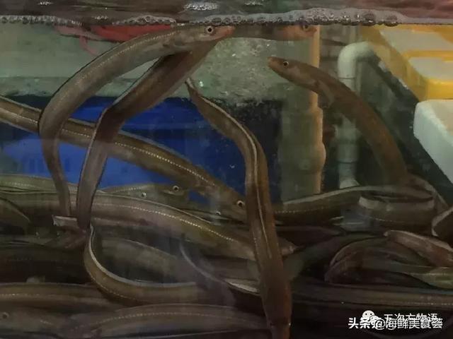 世界上10大名贵海鱼 第9种曾为四大海产之首