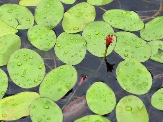 野菜有哪些常见品种(农村100种野菜图片)