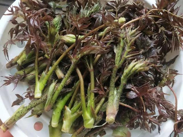 野菜有哪些常见品种(农村100种野菜图片)